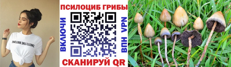 Псилоцибиновые грибы Psilocybe  цены   Мамоново 